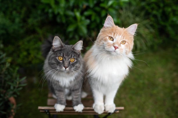 cats-outdoors