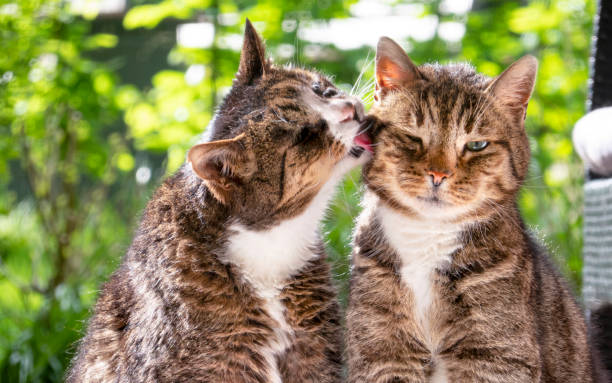 wild-cat-and-domestic-cat-have-friendship